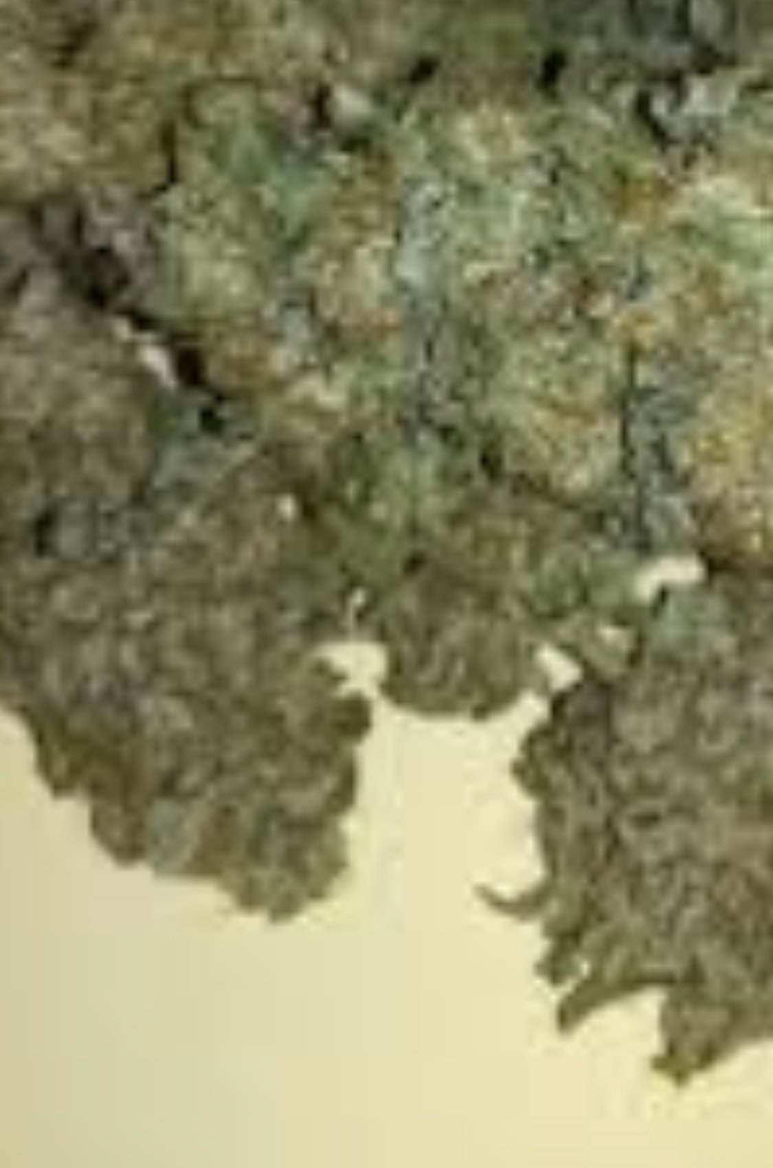 Buy LA Kush Cake Marijuana Strain 24hour Dispensary Nnear Me Dr